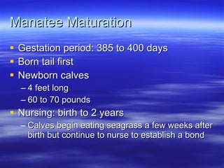 Manatee Powerpoint | PPT
