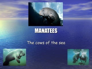 MANATEES The cows of the sea 