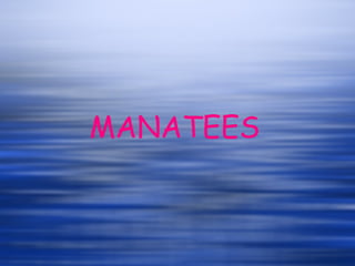 MANATEES 