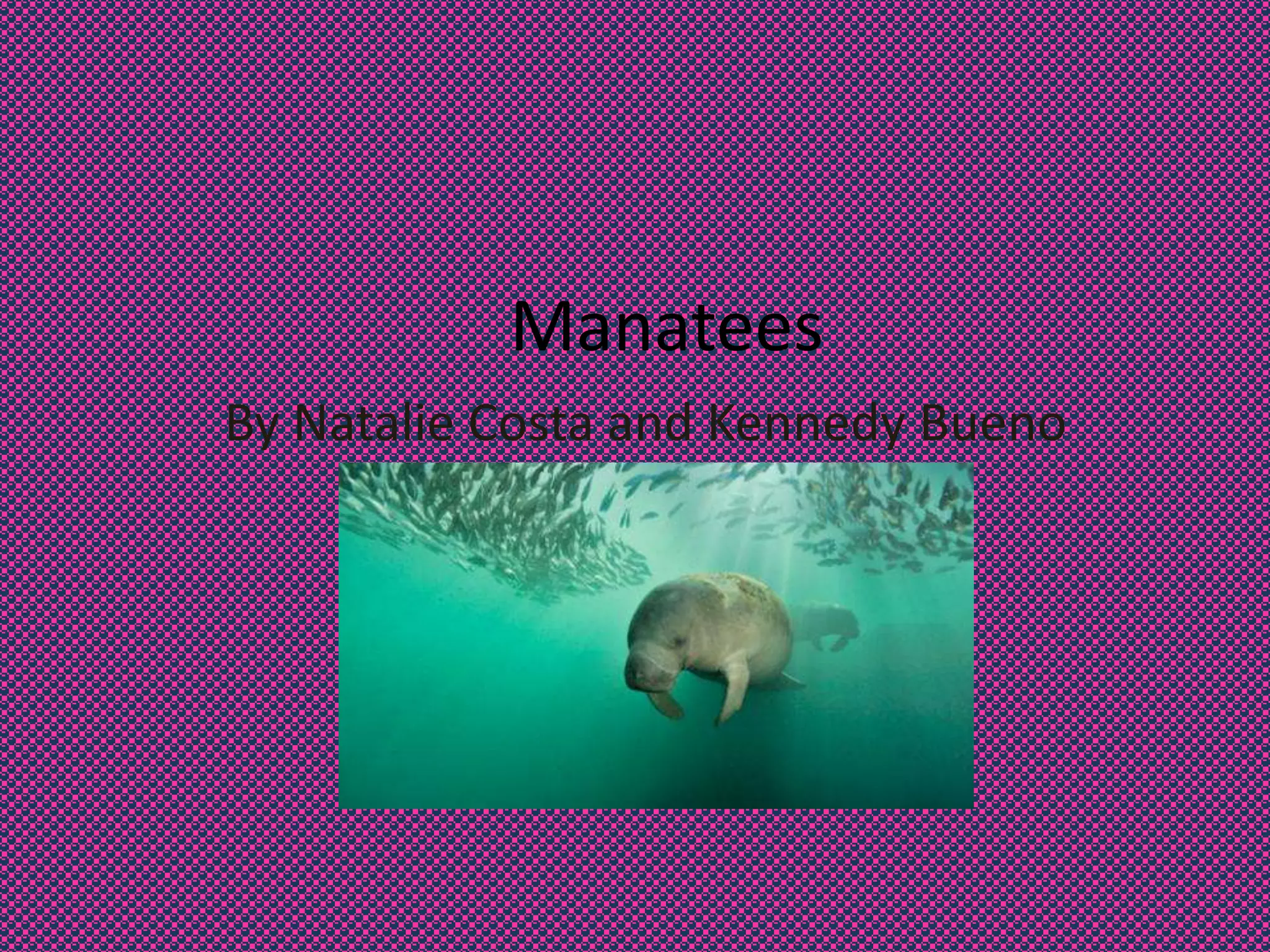 Manatees 1 | PPT