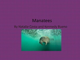 Manatees
By Natalie Costa and Kennedy Bueno
 