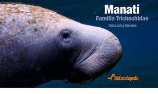 Manatí
Familia Trichechidae
Datos sobre Manatíes
 