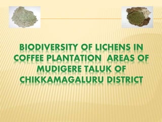 BIODIVERSITY OF LICHENS IN
COFFEE PLANTATION AREAS OF
MUDIGERE TALUK OF
CHIKKAMAGALURU DISTRICT
 
