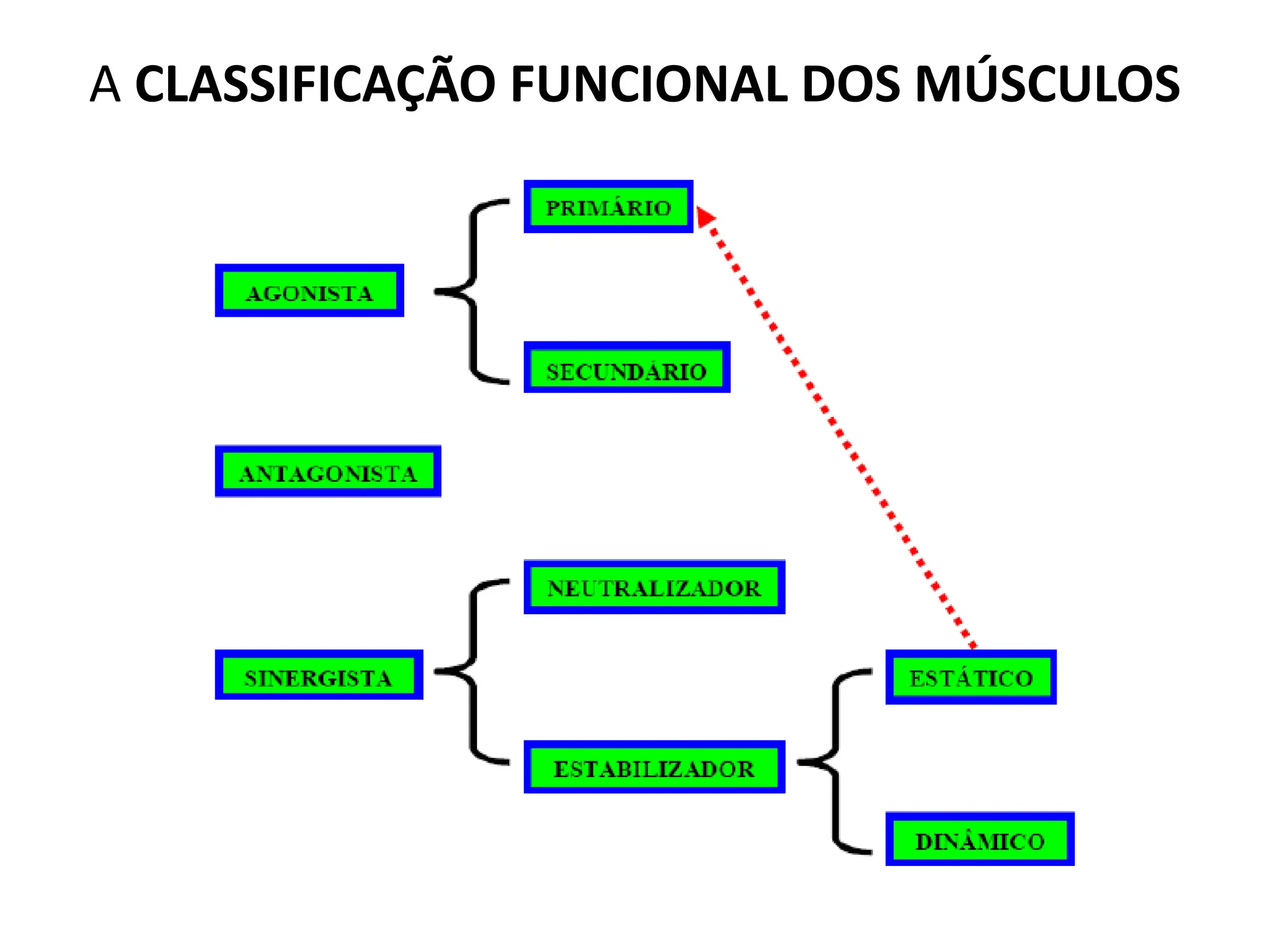 A CLASSIFICAÇÃO FUNCIONAL DOS MÚSCULOS
 