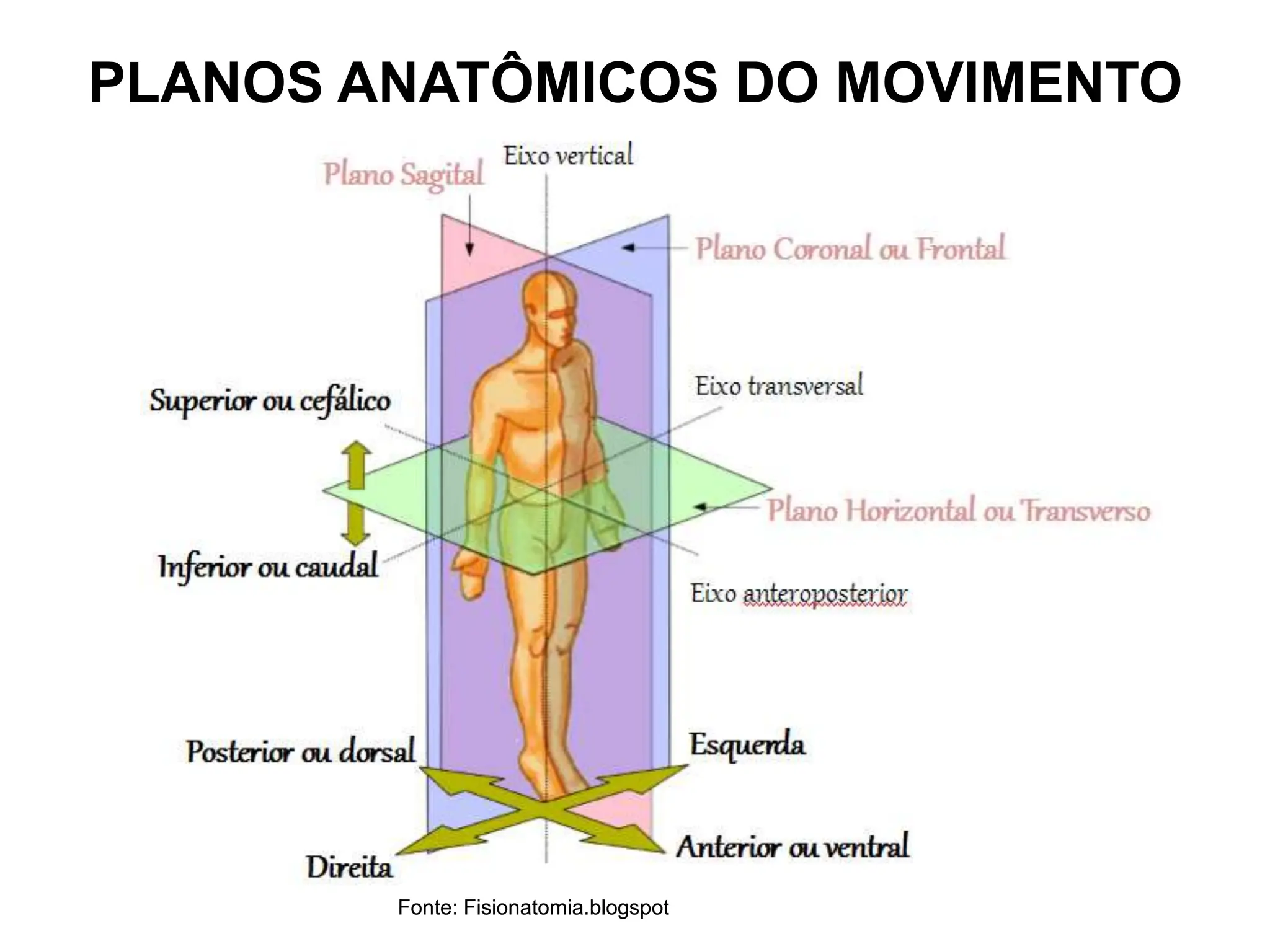 PLANOS ANATÔMICOS DO MOVIMENTO
Fonte: Fisionatomia.blogspot
 