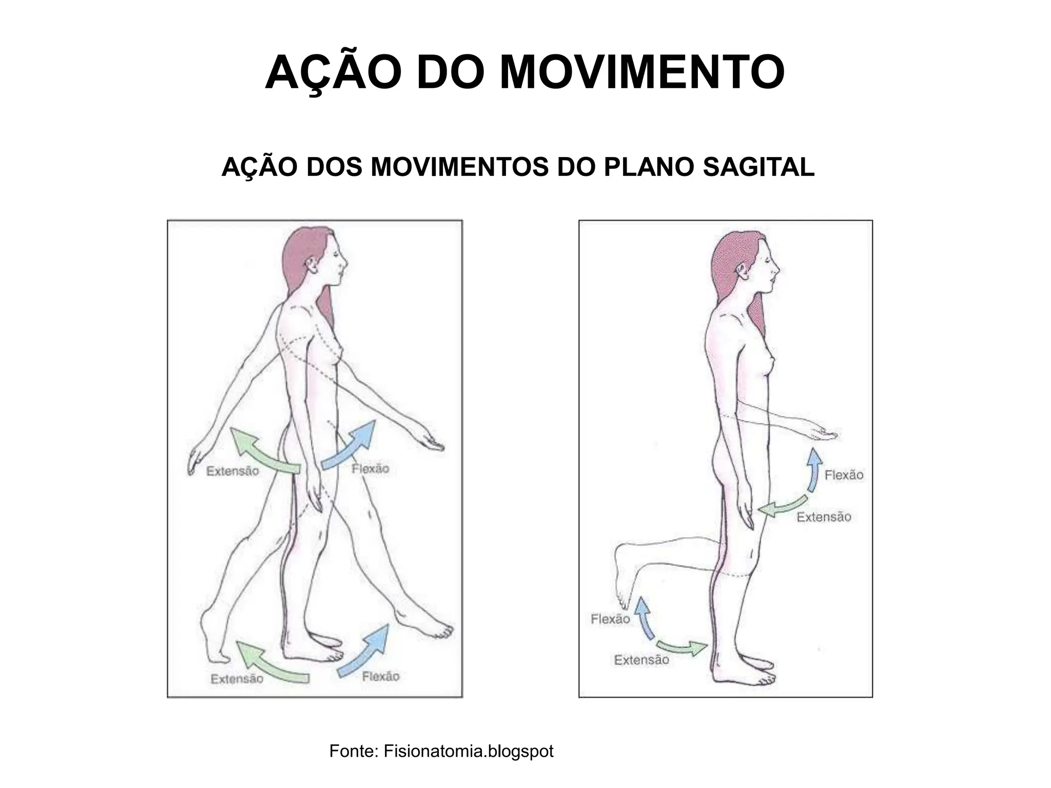AÇÃO DOS MOVIMENTOS DO PLANO SAGITAL
Fonte: Fisionatomia.blogspot
AÇÃO DO MOVIMENTO
 