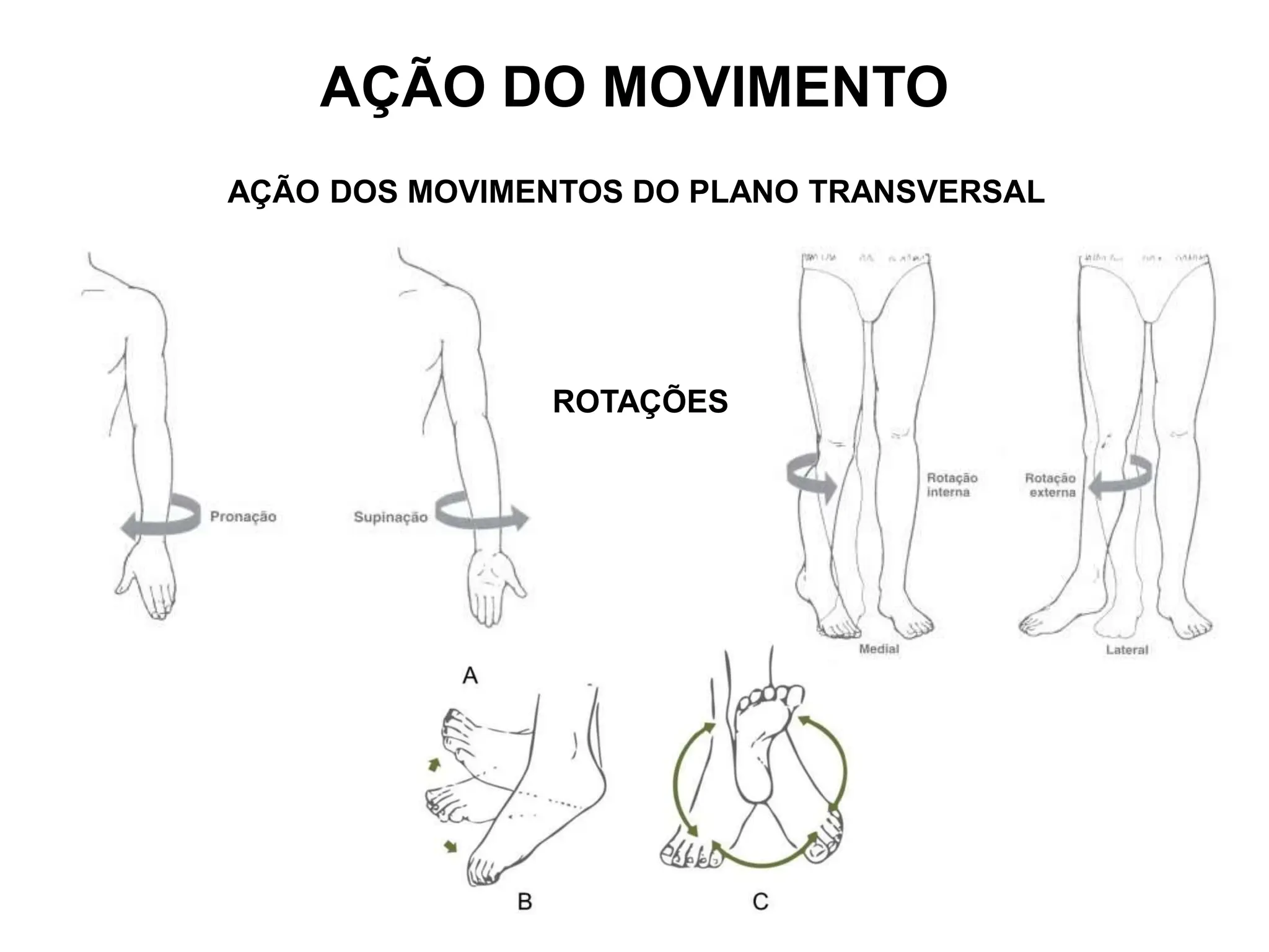 AÇÃO DO MOVIMENTO
AÇÃO DOS MOVIMENTOS DO PLANO TRANSVERSAL
ROTAÇÕES
 