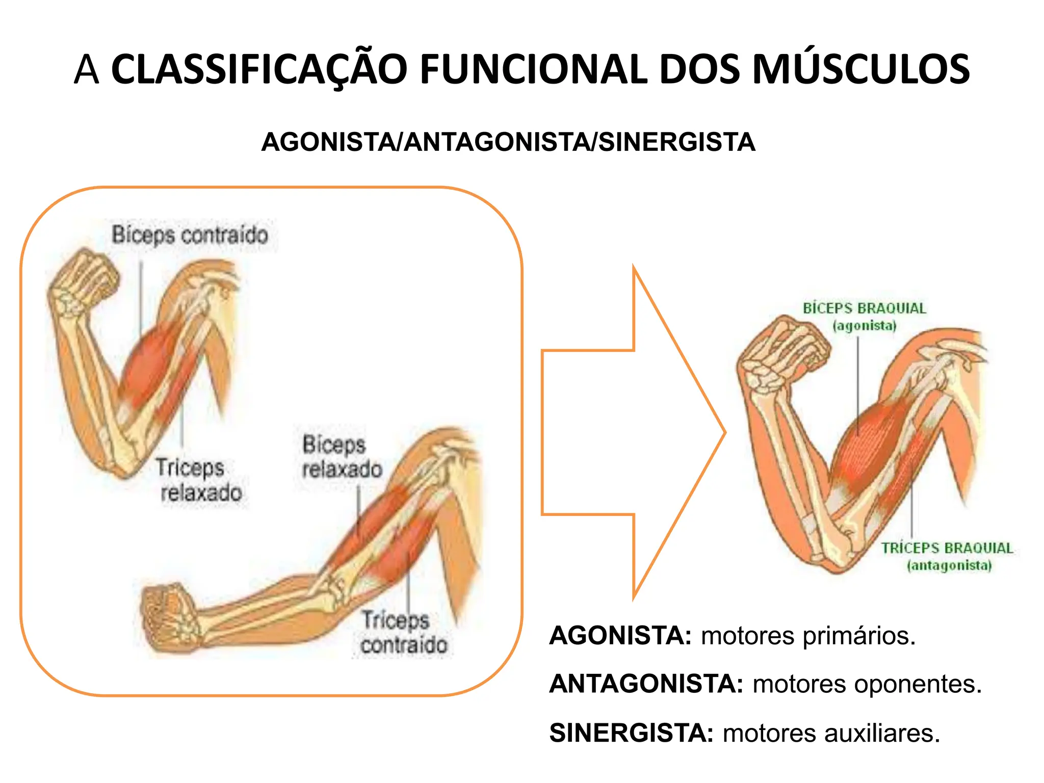 A CLASSIFICAÇÃO FUNCIONAL DOS MÚSCULOS
AGONISTA/ANTAGONISTA/SINERGISTA
AGONISTA: motores primários.
ANTAGONISTA: motores oponentes.
SINERGISTA: motores auxiliares.
 
