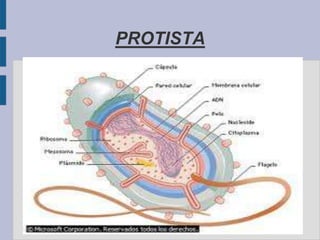 PROTISTA
 