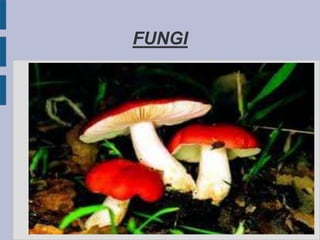 FUNGI
 