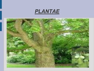 PLANTAE
 