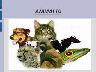 ANIMALIA
 