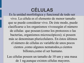 CÉLULAS
 Es la unidad morfológica y funcional de todo ser
  vivo. La célula es el elemento de menor tamaño
que se puede considerar vivo. De éste modo, puede
clasificarse a los organismos vivossegún el número
 de células que posean:(como los protozoos o las
  bacterias, organismos microscópicos); si poseen
más se denominan pluricelulares. En éstos últimos
   el número de células es variable:de unos pocos
     cientos ,como algunos nematodos,a cientos
            billones,como el ser humano.
Las células poseen un tamaño de 10 um y una masa
      de 1 ng;aunque existen células mayores.
 