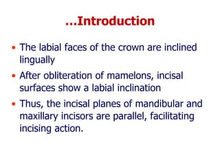 MANDIBULAR CENTRAL INCISOR AND LATERAL INCISORS.ppt