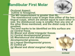Mandibular First Molar Occlusal Aspect:   outline is hexagonal.  The MD measurement is greater than BL.   The mesiobuccal cusp is larger than either of the two lingual cusps, which are almost equal to each other in size; the distobuccal cusp is smaller than any one of the other three mentioned, and the distal cusp is the smallest.  The land marks to be identified on this surface are:  (a) Central fossa.  (b)  Mesial  and  distal triangular fossae.  (c)  Central developmental groove.  (d)  Mesiobuccal  and  distobuccal developmental grooves.  (e)  Lingual Developmental groove.  (f)  Central pit (g) Mesial  and  distal marginal ridges. B D M Ling M D B Ling occlusal 