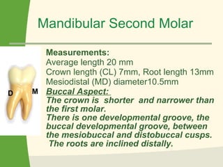 Mandibular Second Molar Measurements:  Average length 20 mm Crown length (CL) 7mm, Root length 13mm Mesiodistal (MD) diameter10.5mm Buccal Aspect:  The crown is  shorter  and narrower than the first molar.  There is one developmental groove, the buccal developmental groove, between the mesiobuccal and distobuccal cusps.   The roots are inclined distally.   M D 