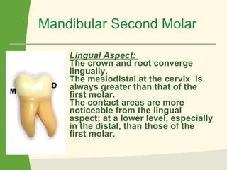 Mandibular Second Molar Lingual Aspect:  The crown and root converge lingually.  The mesiodistal at the cervix  is always greater than that of the first molar.  The contact areas are more noticeable from the lingual aspect; at a lower level, especially in the distal, than those of the first molar.   M D 
