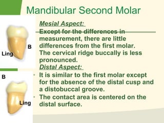 Mandibular Second Molar Mesial Aspect:  Except for the differences in measurement, there are little differences from the first molar.  The cervical ridge buccally is less pronounced.  Distal Aspect:  It is similar to the first molar except for the absence of the distal cusp and a distobuccal groove.  The contact area is centered on the distal surface.  B B Ling Ling 