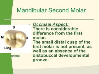 Mandibular Second Molar Occlusal Aspect:  There is considerable difference from the first molar.  The small distal cusp of the first molar is not present, as well as an absence of the distobuccal developmental groove.  M D B Ling occlusal 