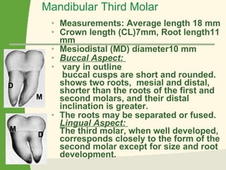 Mandibular Third Molar Measurements: Average length 18 mm Crown length (CL)7mm, Root length11 mm Mesiodistal (MD) diameter10 mm Buccal Aspect:  vary in outline   buccal cusps are short and rounded. shows two roots,  mesial and distal, shorter than the roots of the first and second molars, and their distal inclination is greater.  The roots may be separated or fused.  Lingual Aspect:  The third molar, when well developed, corresponds closely to the form of the second molar except for size and root development.   M M D D 