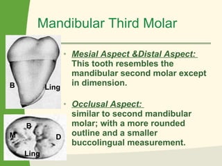Mandibular Third Molar Mesial Aspect &Distal Aspect:  This tooth resembles the mandibular second molar except in dimension.  Occlusal Aspect:  similar to second mandibular molar; with a more rounded outline and a smaller buccolingual measurement. M D B Ling Ling B 
