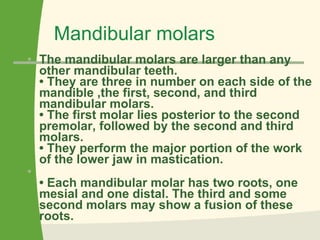 Mandibular molars The mandibular molars are larger than any other mandibular teeth.  • They are three in number on each side of the mandible ,the first, second, and third mandibular molars.  • The first molar lies posterior to the second premolar, followed by the second and third molars.  • They perform the major portion of the work of the lower jaw in mastication.  •  Each mandibular molar has two roots, one mesial and one distal. The third and some second molars may show a fusion of these roots.   