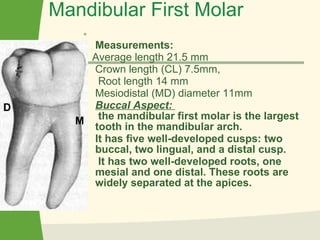 Mandibular First Molar Measurements: Average length 21.5 mm Crown length (CL) 7.5mm, Root length 14 mm Mesiodistal (MD) diameter 11mm  Buccal Aspect:   the mandibular first molar is the largest tooth in the mandibular arch.  It has five well-developed cusps: two buccal, two lingual, and a distal cusp. It has two well-developed roots, one mesial and one distal. These roots are widely separated at the apices.  M D 