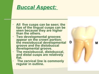 Buccal Aspect:  All  five cusps can be seen; the tips of the lingual cusps can be seen because they are higher than the others.  Two developmental grooves appear on the crown portion; the mesiobuccal developmental groove and the distobuccal developmental groove.  The mesiobuccal, distobuccal, and distal cusps are relatively flat. The cervical line is commonly regular in outline. M D 