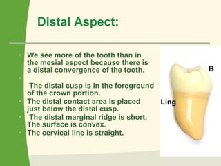 Distal Aspect:   We see more of the tooth than in the mesial aspect because there is a distal convergence of the tooth.   The distal cusp is in the foreground of the crown portion.  The distal contact area is placed just below the distal cusp.  The distal marginal ridge is short. The surface is convex. The cervical line is straight.  B Ling 