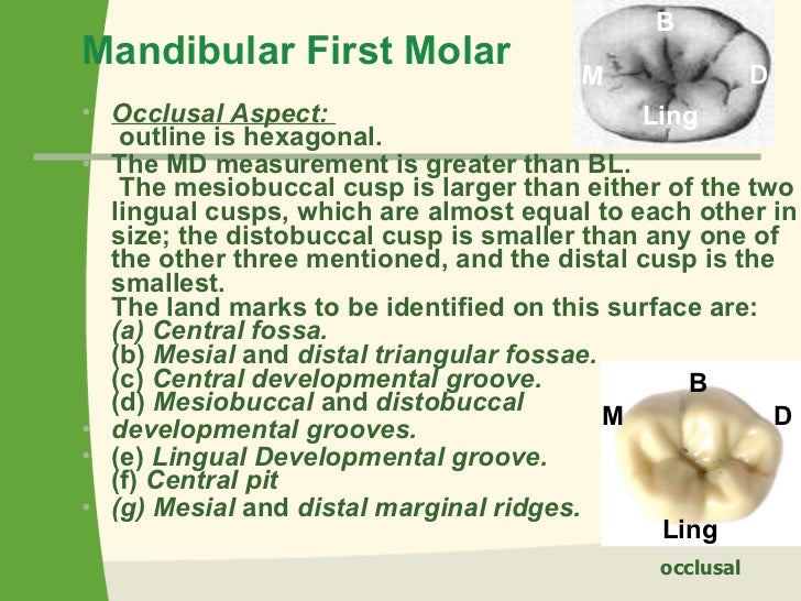 Mand. molars