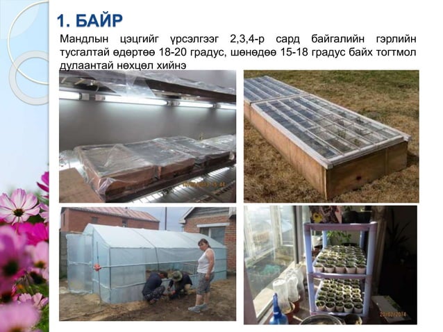 Мандлын цэцэг үрээр тарих арга