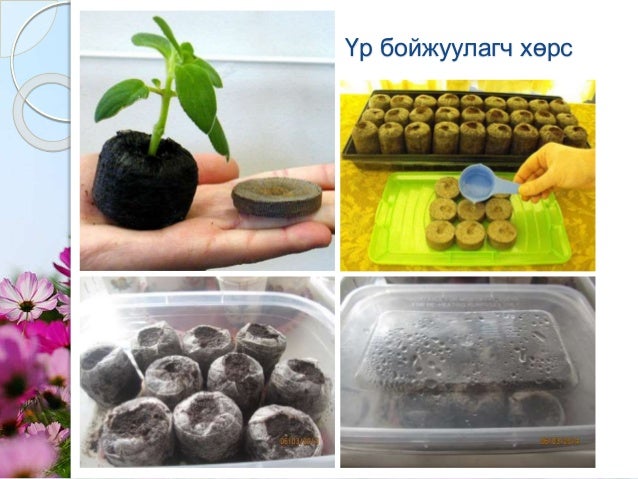 Мандлын цэцэг үрээр тарих арга