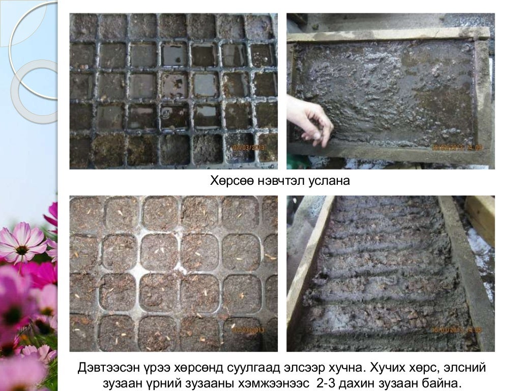 Мандлын цэцэг үрээр тарих арга