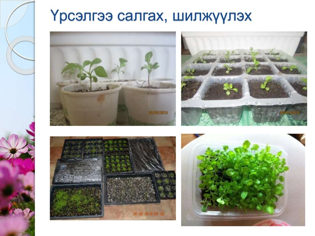 Мандлын цэцэг үрээр тарих арга