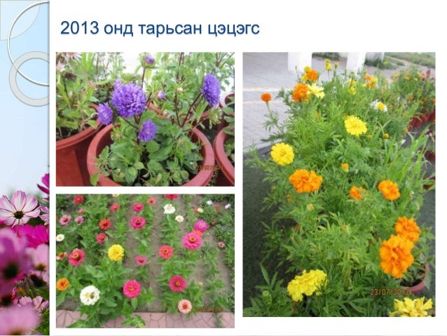 Мандлын цэцэг үрээр тарих арга