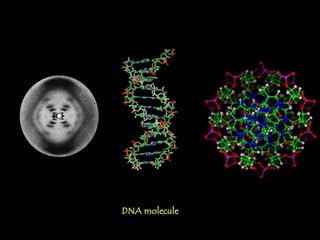 DNA molecule   