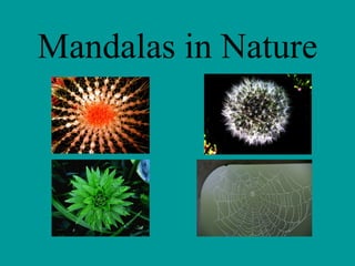 Mandalas in Nature 