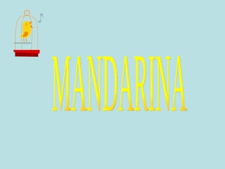 MANDARINA 