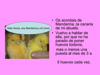 Os acordais de Mandarina ,la canaria de mi abuela. Vuelvo a hablar de ella, por que no ha parado de poner huevos todavia, mas o menos una puesta al mes de 3 a 5 huevos cada vez. Hola chicos, soy Mandarina y el Limon