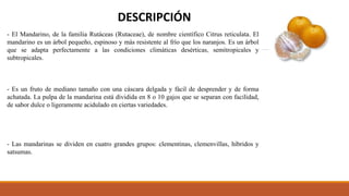 - El Mandarino, de la familia Rutáceas (Rutaceae), de nombre científico Citrus reticulata. El
mandarino es un árbol pequeño, espinoso y más resistente al frío que los naranjos. Es un árbol
que se adapta perfectamente a las condiciones climáticas desérticas, semitropicales y
subtropicales.
- Es un fruto de mediano tamaño con una cáscara delgada y fácil de desprender y de forma
achatada. La pulpa de la mandarina está dividida en 8 o 10 gajos que se separan con facilidad,
de sabor dulce o ligeramente acidulado en ciertas variedades.
- Las mandarinas se dividen en cuatro grandes grupos: clementinas, clemenvillas, híbridos y
satsumas.
DESCRIPCIÓN
 
