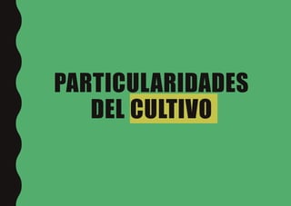 PARTICULARIDADES
DEL CULTIVO
 