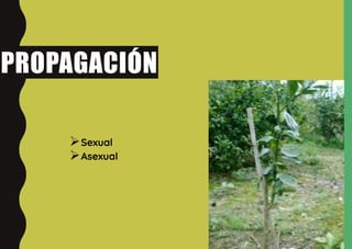 PROPAGACIÓN
Sexual
Asexual
 