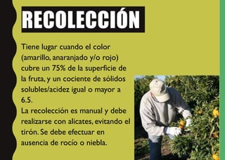 RECOLECCIÓN
Tiene lugar cuando el color
(amarillo, anaranjado y/o rojo)
cubre un 75% de la superficie de
la fruta, y un cociente de sólidos
solubles/acidez igual o mayor a
6.5.
La recolección es manual y debe
realizarse con alicates, evitando el
tirón. Se debe efectuar en
ausencia de rocío o niebla.
 