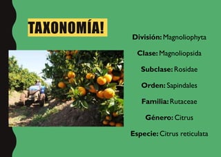 TAXONOMÍA! División: Magnoliophyta
Clase: Magnoliopsida
Subclase: Rosidae
Orden: Sapindales
Familia:Rutaceae
Género: Citrus
Especie:Citrus reticulata
 