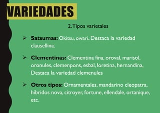 VARIEDADES
2.Tipos varietales
 Satsumas: Okitsu, owari. Destaca la variedad
clausellina.
 Clementinas: Clementina fina, oroval, marisol,
oronules, clemenpons, esbal, loretina, hernandina,
Destaca la variedad clemenules
 Otros tipos: Ornamentales, mandarino cleopatra,
híbridos nova, citroyer, fortune, ellendale, ortanique,
etc.
 