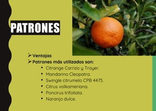 PATRONES
Ventajas
Patrones más utilizados son:
• Citrange Carrizo y Troyer.
• Mandarino Cleopatra.
• Swingle citrumelo CPB 4475.
• Citrus volkameriana.
• Poncirus trifoliata.
• Naranjo dulce.
 