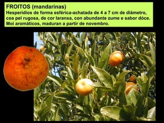 FROITOS (mandarinas)
Hesperidios de forma esférica-achatada de 4 a 7 cm de diámetro,
coa pel rugosa, de cor laranxa, con abundante zume e sabor dóce.
Moi aromáticos, maduran a partir de novembro.
 