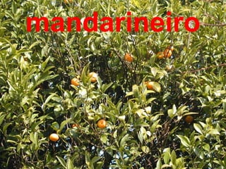 mandarineiro
 