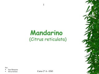 Mandarino  (Citrus reticulata) 