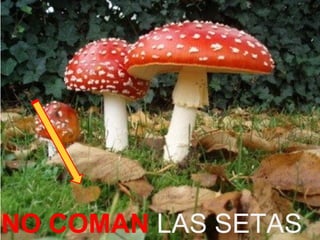 NO COMAN LAS SETAS
 